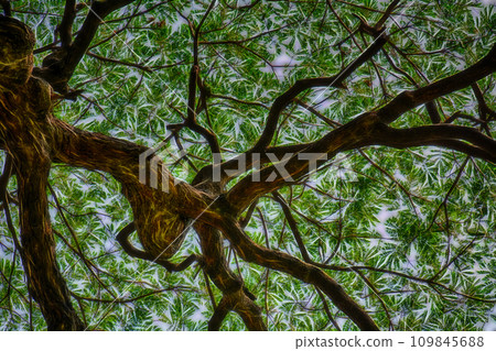 View under the big tree 109845688
