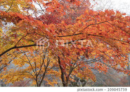 Autumn leaves of maple 109845739