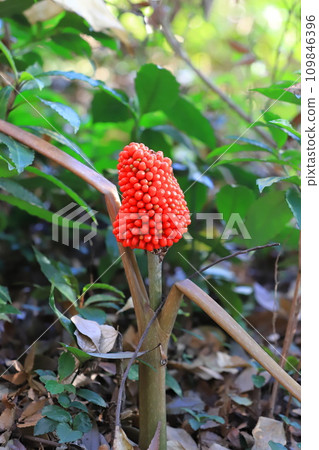 Musashi stirrup fruit Musashi stirrup fruit 109846396