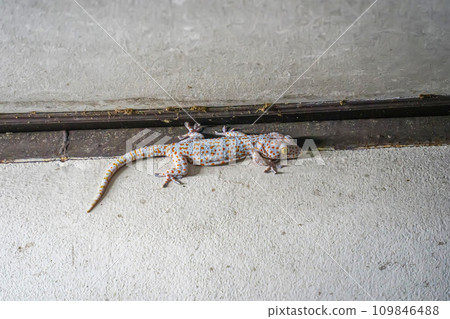 Gecko on the wall 109846488