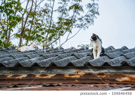 Cat on the roof of the house Cat on the roof of the house 109846498