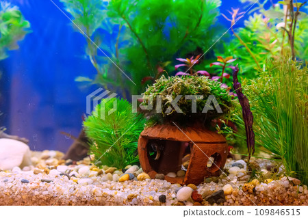 Tropical freshwater aquarium Tropical freshwater aquarium 109846515