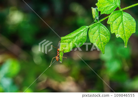 Red ants on leaves Red ants on leaves 109846555