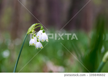 White Summer Snowflake flowers (Leucojum aestivum) in its natural habitat. An ingredient in a drug used to treat poliomyelitis. Selective focus. White Summer Snowflake flowers (Leucojum aestivum) in its natural habitat. An ingredient in a drug used to treat poliomyelitis. Selective focus. 109846602