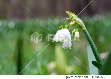 White Summer Snowflake flowers (Leucojum aestivum) in its natural habitat. An ingredient in a drug used to treat poliomyelitis. Selective focus. 109846603