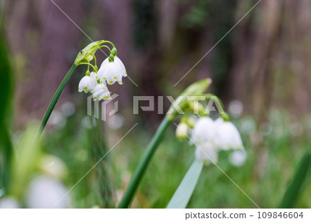 White Summer Snowflake flowers (Leucojum aestivum) in its natural habitat. An ingredient in a drug used to treat poliomyelitis. Selective focus. 109846604