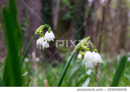 White Summer Snowflake flowers (Leucojum aestivum) in its natural habitat. An ingredient in a drug used to treat poliomyelitis. Selective focus. 109846606