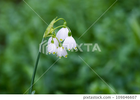 White Summer Snowflake flowers (Leucojum aestivum) in its natural habitat. An ingredient in a drug used to treat poliomyelitis. Selective focus. 109846607