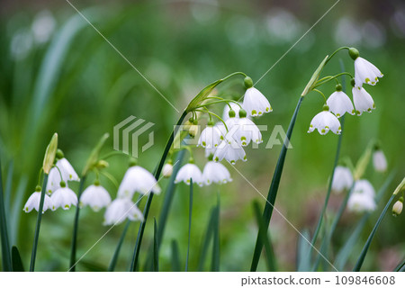 White Summer Snowflake flowers (Leucojum aestivum) in its natural habitat. An ingredient in a drug used to treat poliomyelitis. Selective focus. 109846608