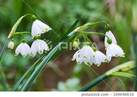 White Summer Snowflake flowers (Leucojum aestivum) in its natural habitat. An ingredient in a drug used to treat poliomyelitis. Selective focus. White Summer Snowflake flowers (Leucojum aestivum) in its natural habitat. An ingredient in a drug used to treat poliomyelitis. Selective focus. 109846610