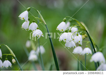 White Summer Snowflake flowers (Leucojum aestivum) in its natural habitat. An ingredient in a drug used to treat poliomyelitis. Selective focus. 109846611