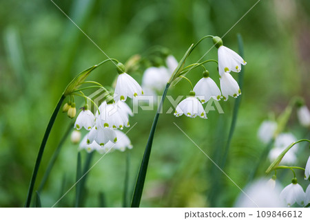 White Summer Snowflake flowers (Leucojum aestivum) in its natural habitat. An ingredient in a drug used to treat poliomyelitis. Selective focus. White Summer Snowflake flowers (Leucojum aestivum) in its natural habitat. An ingredient in a drug used to treat poliomyelitis. Selective focus. 109846612