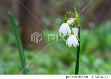 White Summer Snowflake flowers (Leucojum aestivum) in its natural habitat. An ingredient in a drug used to treat poliomyelitis. Selective focus. White Summer Snowflake flowers (Leucojum aestivum) in its natural habitat. An ingredient in a drug used to treat poliomyelitis. Selective focus. 109846613