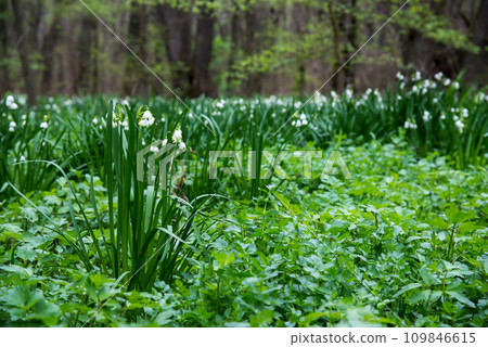 White Summer Snowflake flowers (Leucojum aestivum) in its natural habitat. An ingredient in a drug used to treat poliomyelitis. Selective focus. White Summer Snowflake flowers (Leucojum aestivum) in its natural habitat. An ingredient in a drug used to treat poliomyelitis. Selective focus. 109846615