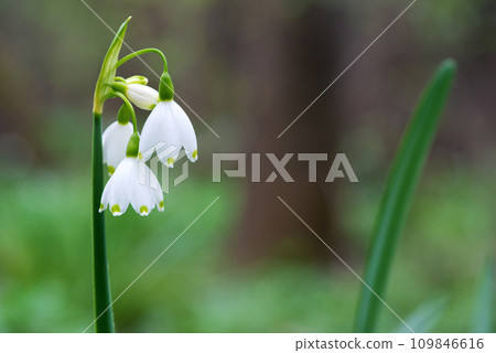 White Summer Snowflake flowers (Leucojum aestivum) in its natural habitat. An ingredient in a drug used to treat poliomyelitis. Selective focus. White Summer Snowflake flowers (Leucojum aestivum) in its natural habitat. An ingredient in a drug used to treat poliomyelitis. Selective focus. 109846616