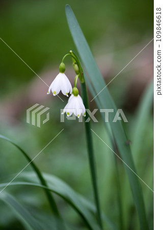 White Summer Snowflake flowers (Leucojum aestivum) in its natural habitat. An ingredient in a drug used to treat poliomyelitis. Selective focus. White Summer Snowflake flowers (Leucojum aestivum) in its natural habitat. An ingredient in a drug used to treat poliomyelitis. Selective focus. 109846618