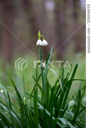 White Summer Snowflake flowers (Leucojum aestivum) in its natural habitat. An ingredient in a drug used to treat poliomyelitis. Selective focus. White Summer Snowflake flowers (Leucojum aestivum) in its natural habitat. An ingredient in a drug used to treat poliomyelitis. Selective focus. 109846619