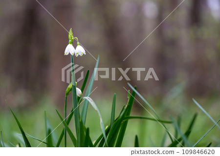 White Summer Snowflake flowers (Leucojum aestivum) in its natural habitat. An ingredient in a drug used to treat poliomyelitis. Selective focus. 109846620