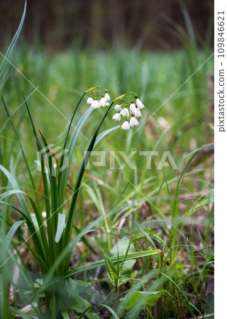 White Summer Snowflake flowers (Leucojum aestivum) in its natural habitat. An ingredient in a drug used to treat poliomyelitis. Selective focus. White Summer Snowflake flowers (Leucojum aestivum) in its natural habitat. An ingredient in a drug used to treat poliomyelitis. Selective focus. 109846621