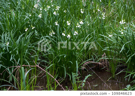 White Summer Snowflake flowers (Leucojum aestivum) in its natural habitat. An ingredient in a drug used to treat poliomyelitis. Selective focus. White Summer Snowflake flowers (Leucojum aestivum) in its natural habitat. An ingredient in a drug used to treat poliomyelitis. Selective focus. 109846623