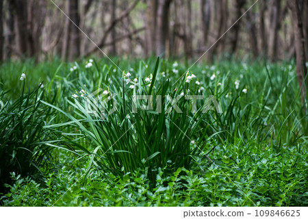 White Summer Snowflake flowers (Leucojum aestivum) in its natural habitat. An ingredient in a drug used to treat poliomyelitis. Selective focus. White Summer Snowflake flowers (Leucojum aestivum) in its natural habitat. An ingredient in a drug used to treat poliomyelitis. Selective focus. 109846625