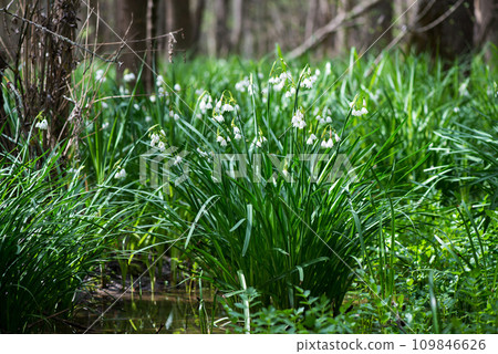 White Summer Snowflake flowers (Leucojum aestivum) in its natural habitat. An ingredient in a drug used to treat poliomyelitis. Selective focus. White Summer Snowflake flowers (Leucojum aestivum) in its natural habitat. An ingredient in a drug used to treat poliomyelitis. Selective focus. 109846626