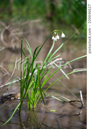 White Summer Snowflake flowers (Leucojum aestivum) in its natural habitat. An ingredient in a drug used to treat poliomyelitis. Selective focus. White Summer Snowflake flowers (Leucojum aestivum) in its natural habitat. An ingredient in a drug used to treat poliomyelitis. Selective focus. 109846627
