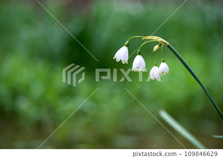 White Summer Snowflake flowers (Leucojum aestivum) in its natural habitat. An ingredient in a drug used to treat poliomyelitis. Selective focus. White Summer Snowflake flowers (Leucojum aestivum) in its natural habitat. An ingredient in a drug used to treat poliomyelitis. Selective focus. 109846629