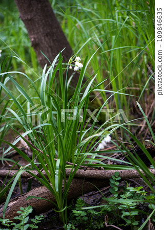 White Summer Snowflake flowers (Leucojum aestivum) in its natural habitat. An ingredient in a drug used to treat poliomyelitis. Selective focus. 109846635