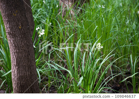 White Summer Snowflake flowers (Leucojum aestivum) in its natural habitat. An ingredient in a drug used to treat poliomyelitis. Selective focus. 109846637
