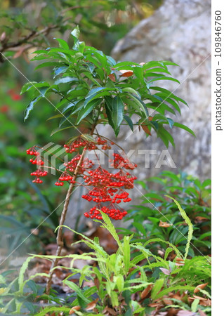 Manryo 與紅色水果 Manryo 與紅色水果 109846760
