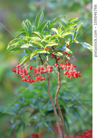 Manryo 與紅色水果 Manryo 與紅色水果 109846766