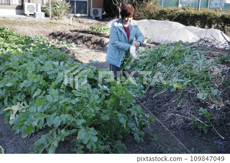 Harvesting green-necked radish grown in a home garden Harvesting green-necked radish grown in a home garden 109847049