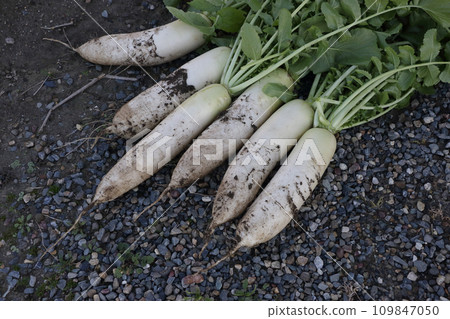 Harvesting green-necked radish grown in a home garden Harvesting green-necked radish grown in a home garden 109847050