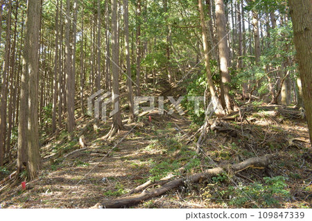 丹波國：明智光秀所建造的金山城周圍的登山道 109847339