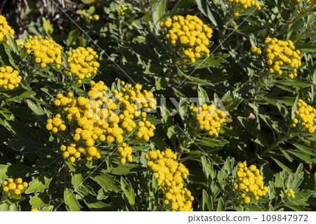 Isogic花 109847972