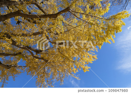銀杏葉黃葉 109847980