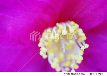 茶梅 茶梅 109847999