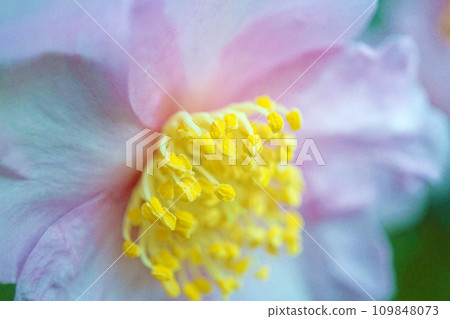 pink sasanqua pink sasanqua 109848073