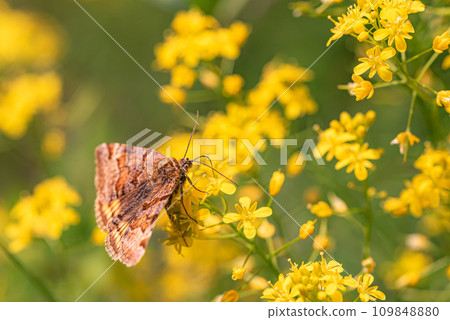 Brown moth Euclidia glyphica on yellow flowers 109848880