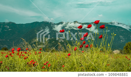 Wild poppies in the mountains of Armenia 109848881