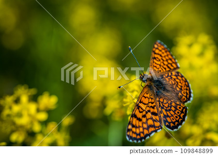 Orange checkered butterfly Melitaea interrupta sits on yellow flowers Orange checkered butterfly Melitaea interrupta sits on yellow flowers 109848899