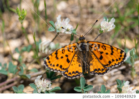 Melitaea trivia, the lesser spotted grouse, is a butterfly of the Nymphalidae family Melitaea trivia, the lesser spotted grouse, is a butterfly of the Nymphalidae family 109848929