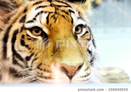 close up of tiger's face close up of tiger's face 109848930