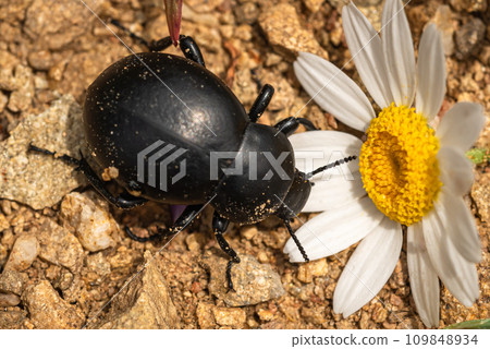 Blood beetle Timarcha tenebricosa is a beetle belonging to the Chrysomelidae family Blood beetle Timarcha tenebricosa is a beetle belonging to the Chrysomelidae family 109848934