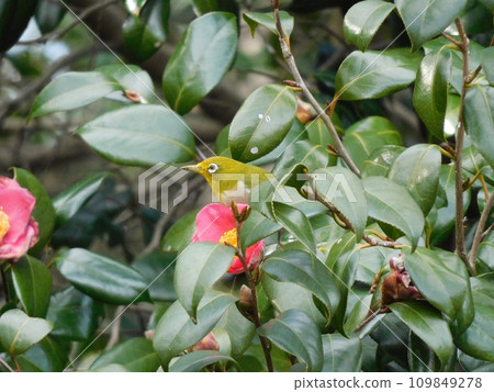 野生繡眼鳥從山茶花中吸取花蜜，同時警惕周圍的環境。 109849278