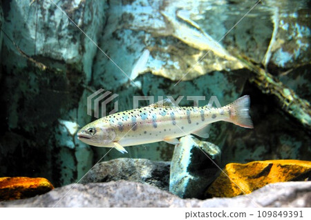 Yamame trout swimming in the aquarium Yamame trout swimming in the aquarium 109849391