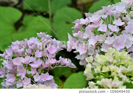 hydrangea   109849430