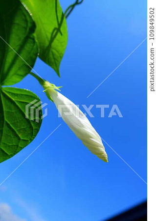 牽牛花 牽牛花 芽 牽牛花 牽牛花 芽 109849502