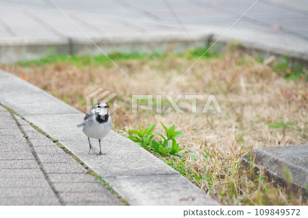 高貴的白鶺鴒 109849572